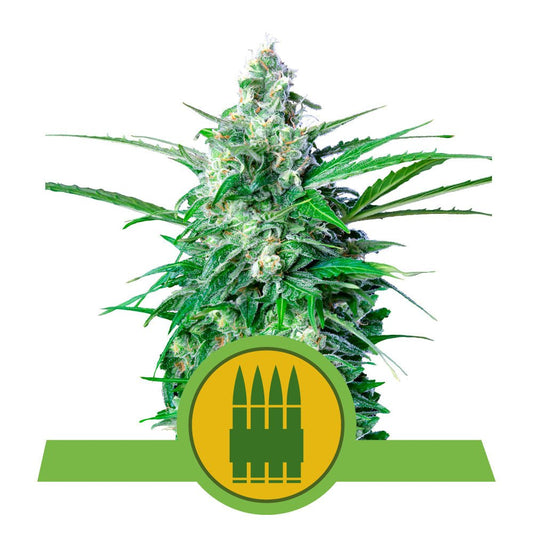 ROYAL AK AUTO STRAIN - SeedySide