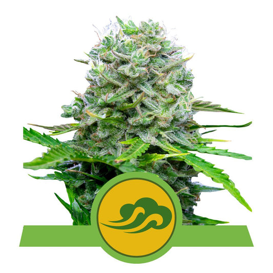 ROYAL BLUEMATIC AUTO STRAIN - SeedySide