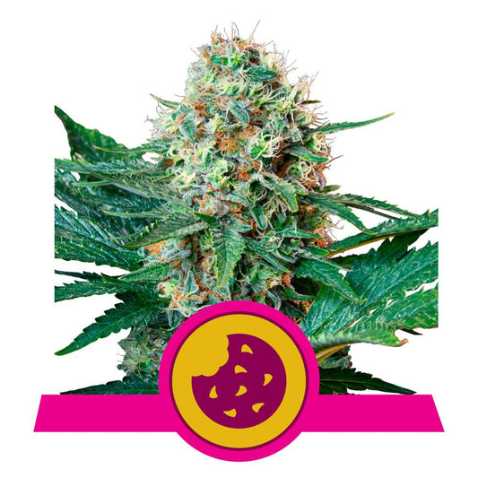 ROYAL COOKIES STRAIN - SeedySide