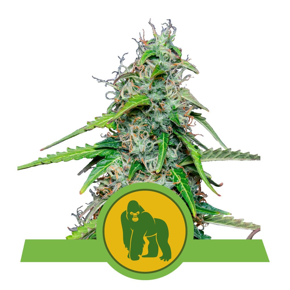 ROYAL GORILLA AUTO STRAIN - SeedySide