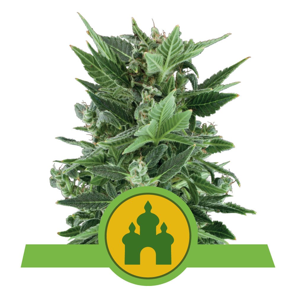 ROYAL KUSH AUTO STRAIN - SeedySide
