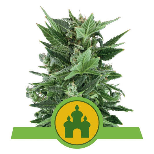 ROYAL KUSH AUTO STRAIN - SeedySide