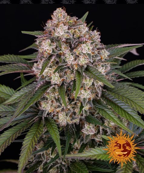 ROYAL QUEEN SEEDS fem - SeedySide