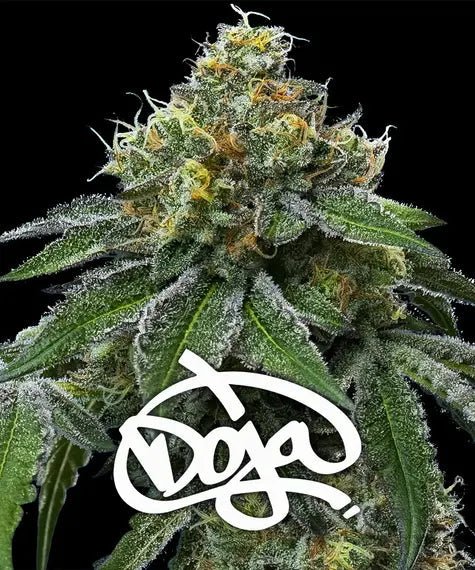 RS11 X BANANA OG STRAIN - SeedySide