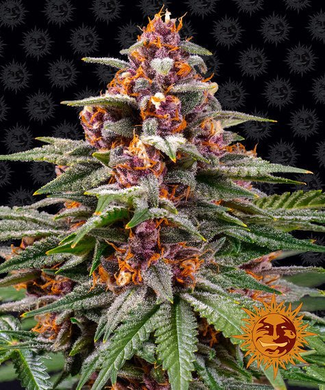 RUNTZ AUTO STRAIN - SeedySide