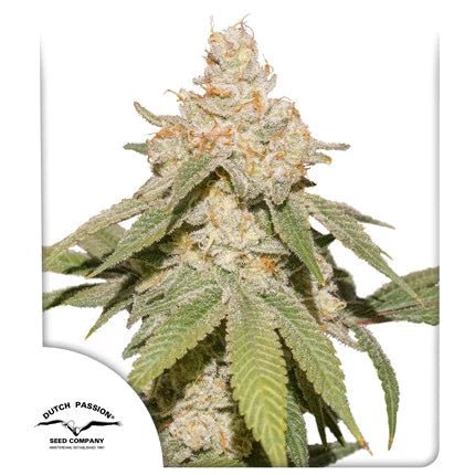 SFV OG AUTO STRAIN - SeedySide