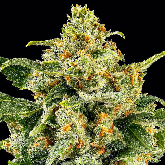 SKUNK 1 STRAIN - SeedySide