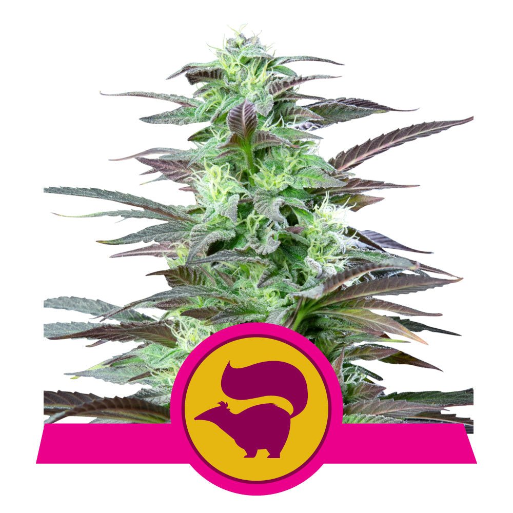 SKUNK XL STRAIN - SeedySide