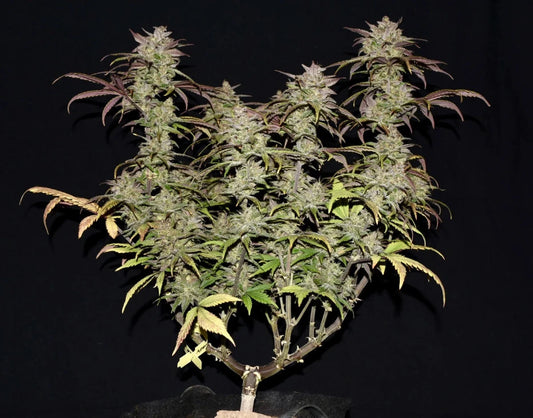 SMOOTHIE AUTO STRAIN - SeedySide