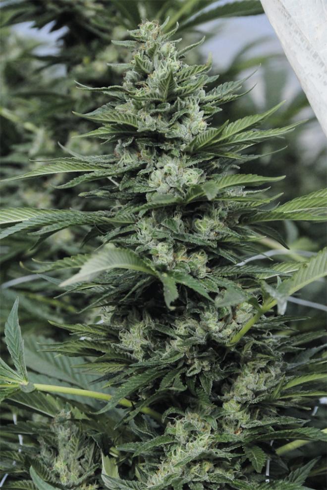 SOUR DIESEL 2 REGULAR STRAIN - SeedySide