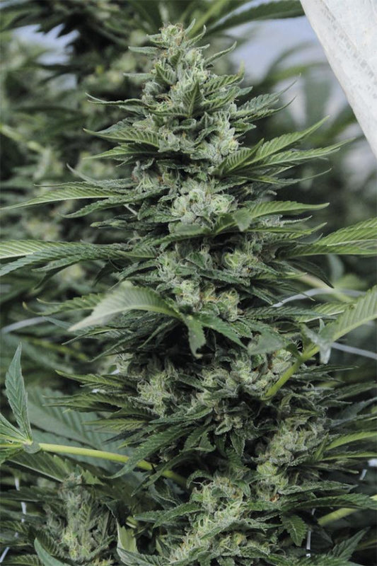 SOUR DIESEL 2 STRAIN - SeedySide