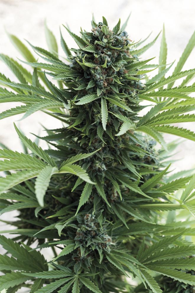 SOUR DIESEL AUTO STRAIN - SeedySide