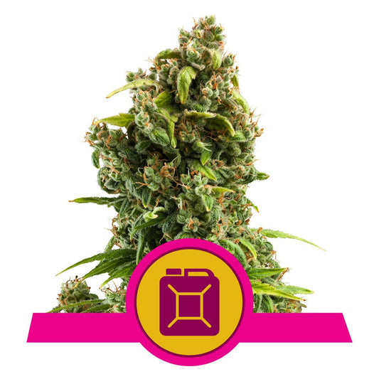 SOUR DIESEL STRAIN - SeedySide