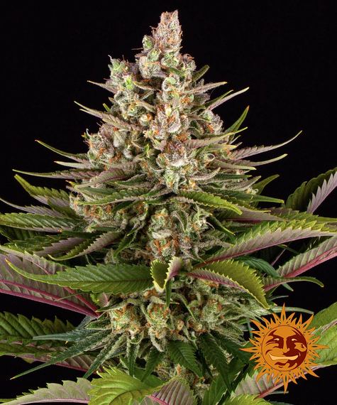 SOUR STRAWBERRY STRAIN - SeedySide