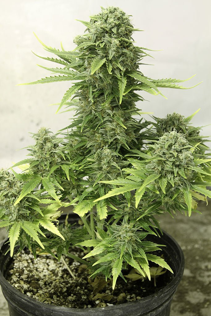 STARRYDER AUTO STRAIN - SeedySide