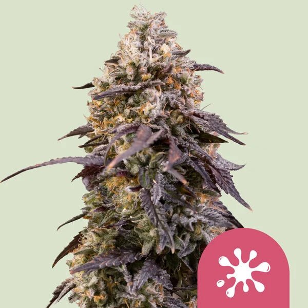 STICKY QUEEN STRAIN - SeedySide