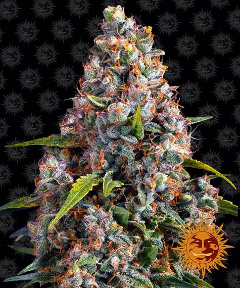 STRAWBERRY CHEESECAKE AUTO STRAIN - SeedySide