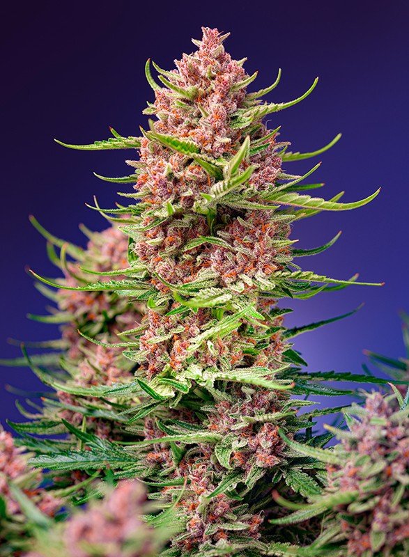 STRAWBERRY COLA SHERBET F1 FAST VERSION STRAIN - SeedySide
