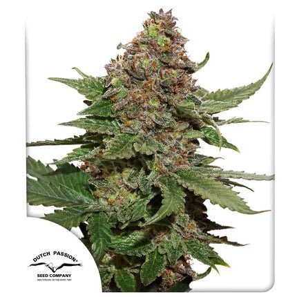 STRAWBERRY COUGH STRAIN - SeedySide