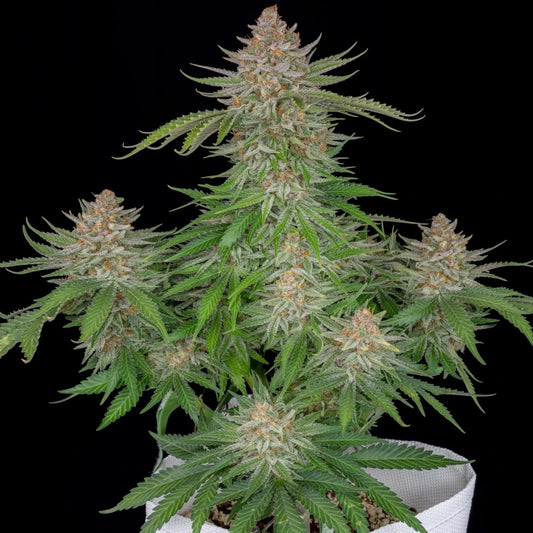 STRAWBERRY PIE AUTO STRAIN - SeedySide