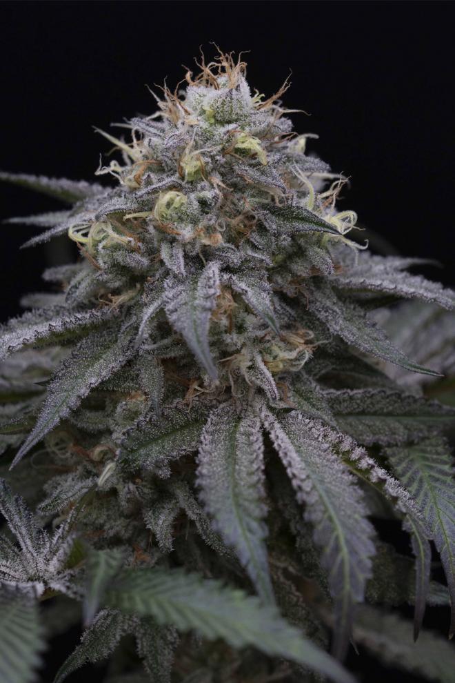 SUGAR BREATH STRAIN - SeedySide