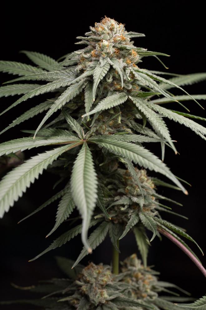 SUNRISE SHERBERT STRAIN - SeedySide