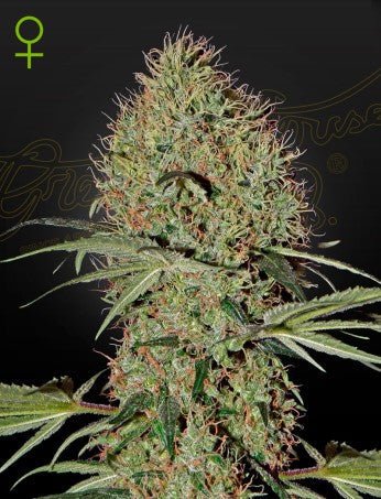 SUPER BUD X RUDERALIS AUTO STRAIN - SeedySide