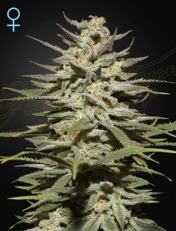 SUPER LEMON HAZE CBD STRAIN - SeedySide