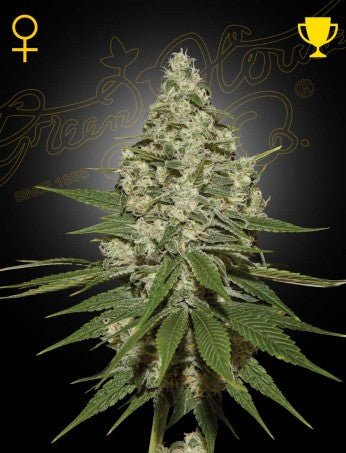 SUPER LEMON HAZE: LEMON SKUNK X SUPER SILVER HAZE STRAIN - SeedySide