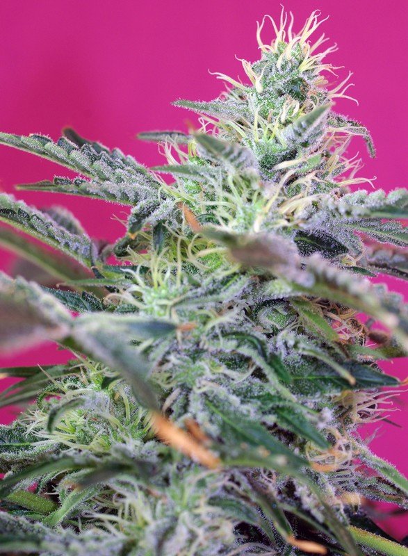 SWEET CHEESE AUTO STRAIN - SeedySide
