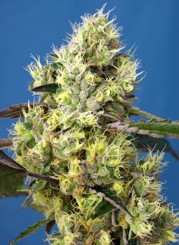 SWEET GELATO AUTO STRAIN - SeedySide