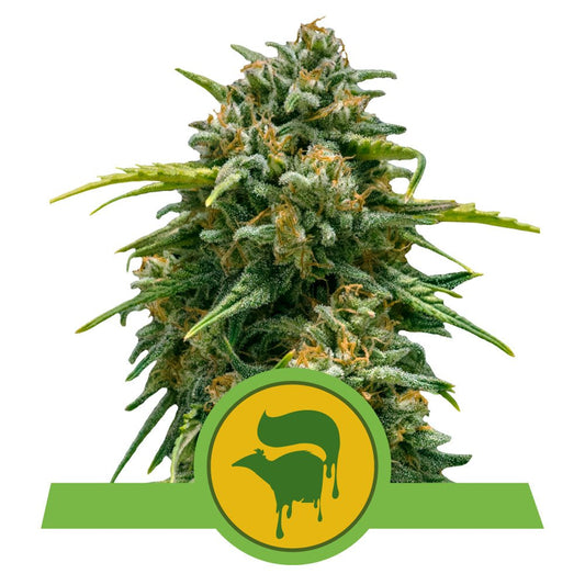 SWEET SKUNK AUTO STRAIN - SeedySide