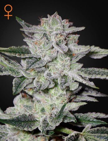 SWEET VALLEY KUSH: AFGHAN KUSH X HINDU KUSH STRAIN - SeedySide