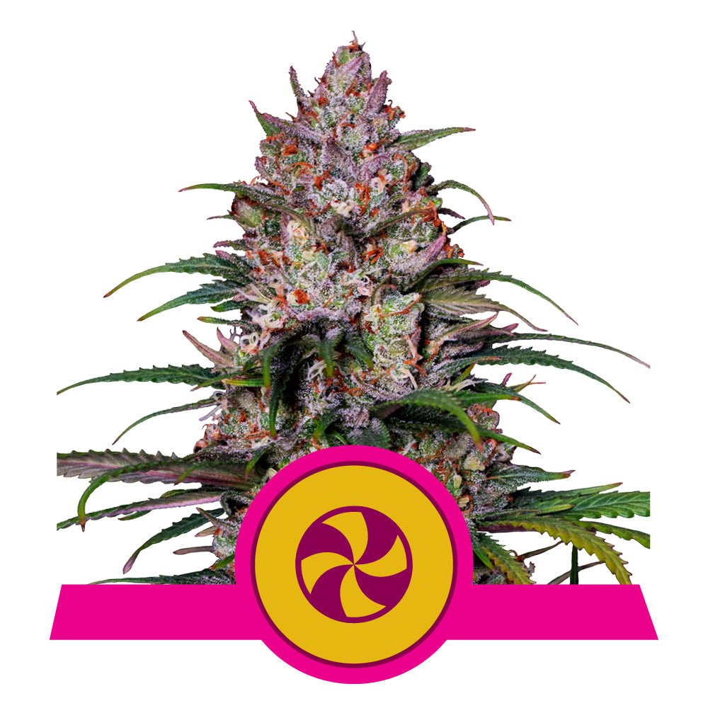 SWEET ZZ STRAIN - SeedySide