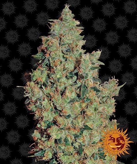 TANGERINE DREAM STRAIN - SeedySide