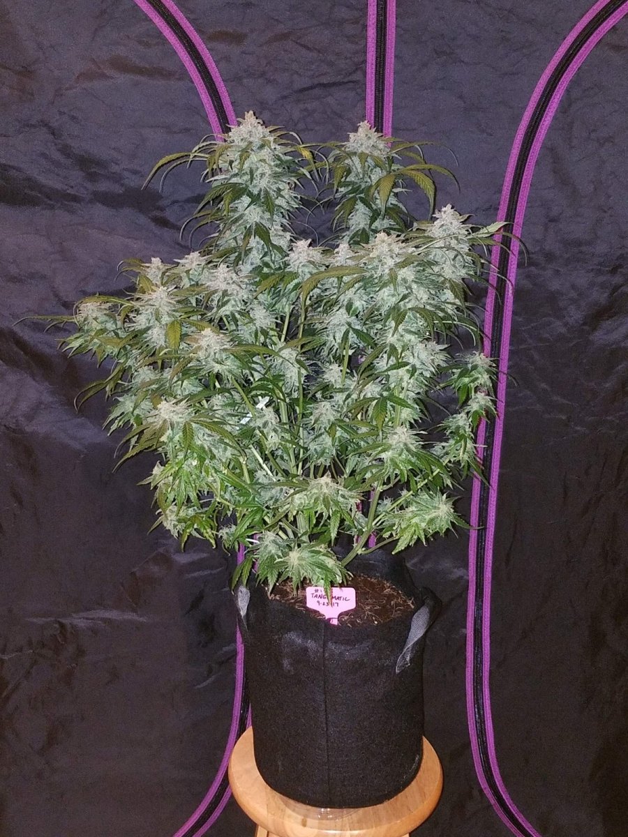 TANGIE MATIC AUTO STRAIN - SeedySide