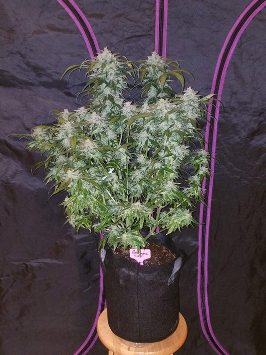 TANGIE MATIC AUTO STRAIN - SeedySide