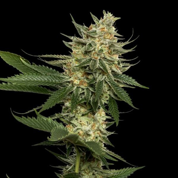 TANGIE STRAIN - SeedySide