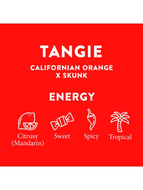 TERPENE PROFILES (5ML)
