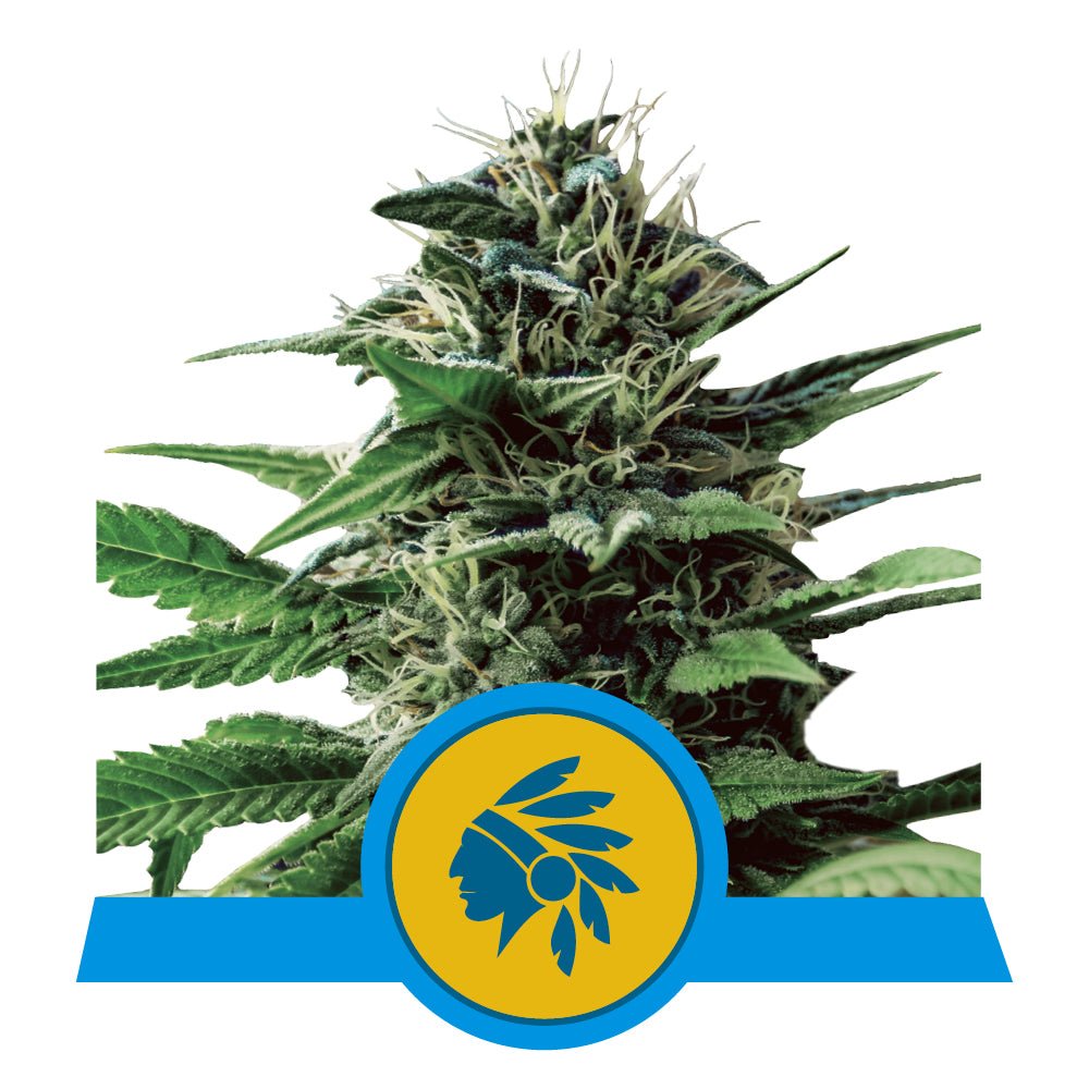 TATANKA PURE CBD STRAIN - SeedySide