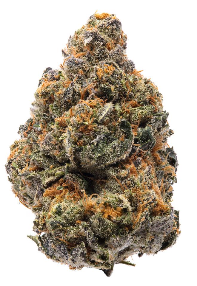 THE NEW STRAIN - SeedySide