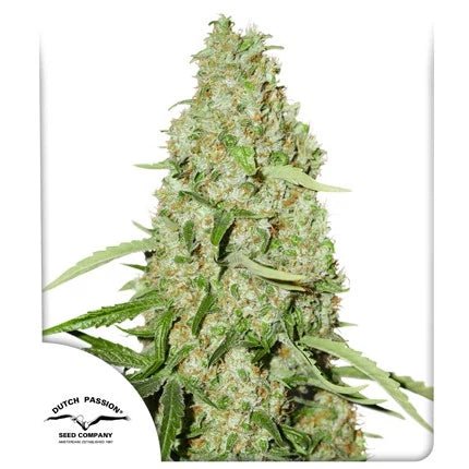 THINK FAST STRAIN - SeedySide