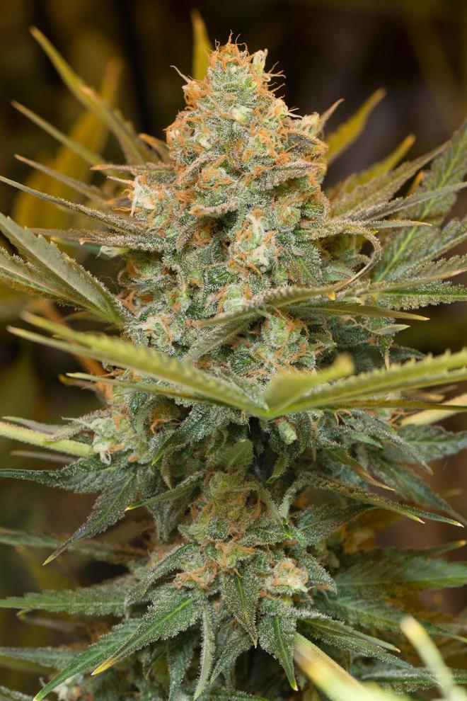 THREE BLUE KINGS STRAIN - SeedySide
