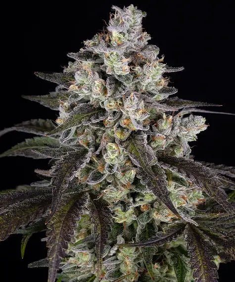 TRAINWRECK STRAIN - SeedySide