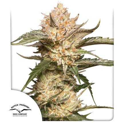 TRICHOME & CREAM AUTO STRAIN - SeedySide