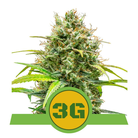 TRIPLE G AUTO STRAIN - SeedySide
