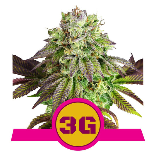 TRIPLE G STRAIN - SeedySide