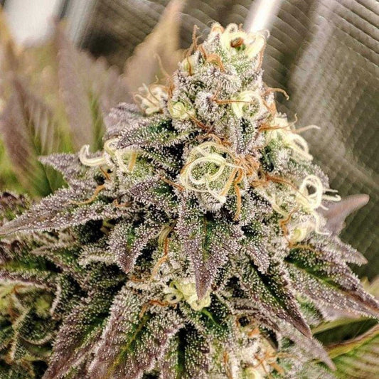 TROPICAL TANGIE STRAIN - SeedySide