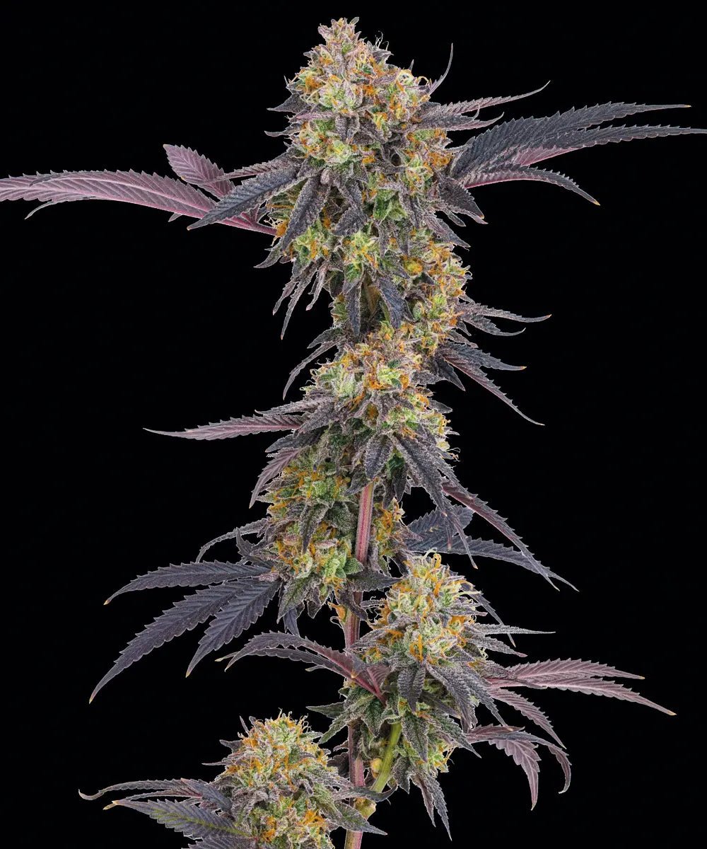 TROPICANA CHERRY STRAIN - SeedySide