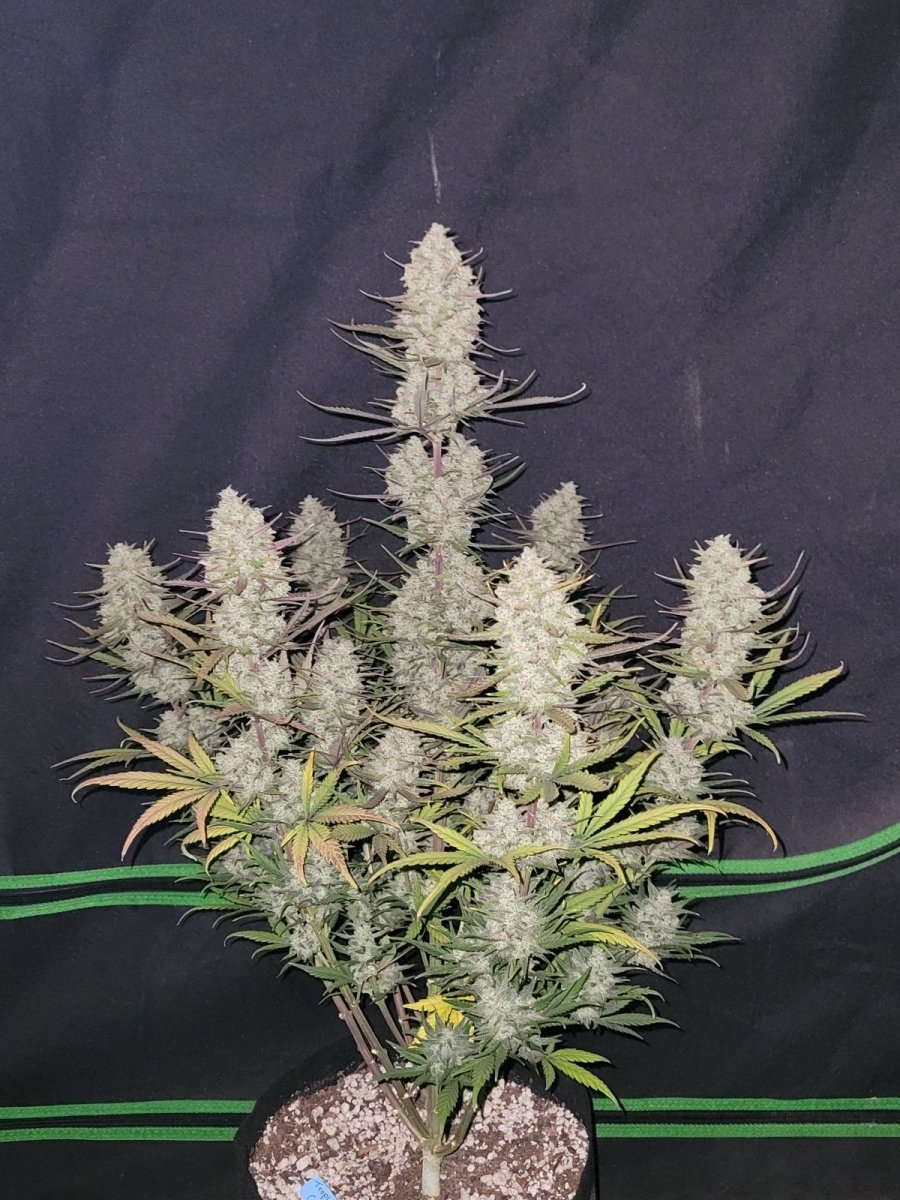 TROPICANA COOKIES AUTO STRAIN - SeedySide